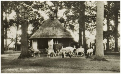 Hertenkamp in de Warande in Helmond in 1954. Fotograaf: Jos Pé. 